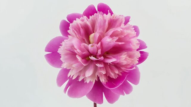 大輪に咲く牡丹の花