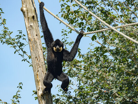 Yellow-cheeked gibbon (Nomascus gabriellae) with distinctive golden-orange cheek patches and dark fur, resting in tropical rainforest canopy of Southeast Asia