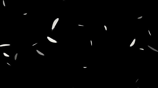 Slow motion of white fluffy feathers falling and flying over black background, White feather dropped on a black background. Animation of feathers falling diagonally from above, loop, 