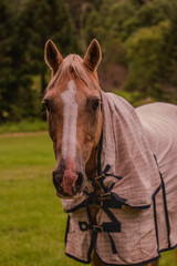 horse in the field © Isuru