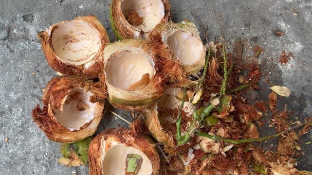 Traditional coconut husks and open raw shells left on rural ground after refreshing water extraction