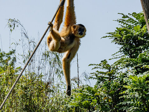 Yellow-cheeked gibbon (Nomascus gabriellae) with distinctive golden-orange cheek patches and dark fur, resting in tropical rainforest canopy of Southeast Asia