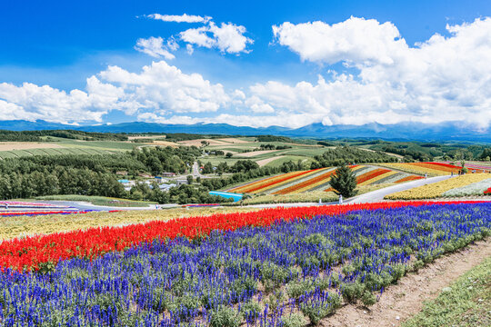 Panoramic view of vibrant rainbow flower fields and rolling hills in Shikisai no Oka with orange marigolds in foreground, Biei, Hokkaido, Japan