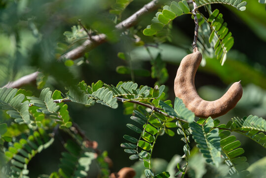 Ripe brown tamarind pod hanging from tree branch among fresh green leaves natural sunlight showing tropical fruit growth agricultural nature