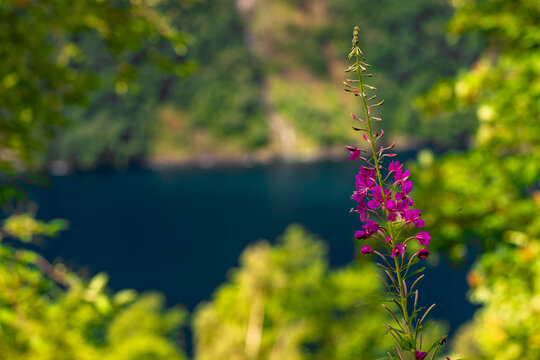 A beautiful nature and town mix in the Geiranger village. A summer scenery of World Heritage area in Western Norway.