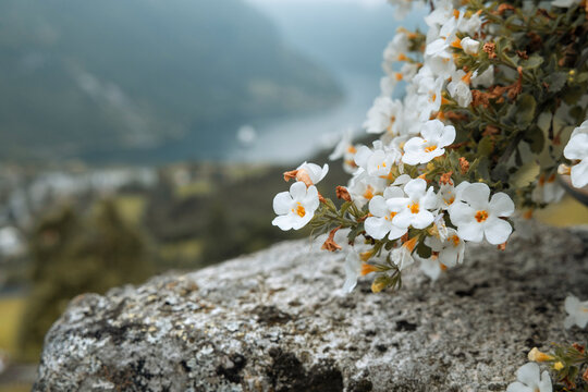 A beautiful nature and town mix in the Geiranger village. A summer scenery of World Heritage area in Western Norway.