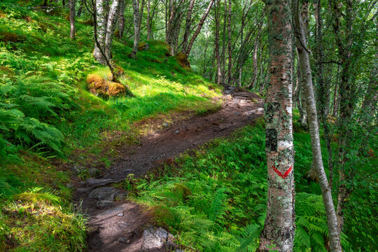 A beautiful nature and town mix in the Geiranger village. A summer scenery of World Heritage area in Western Norway.