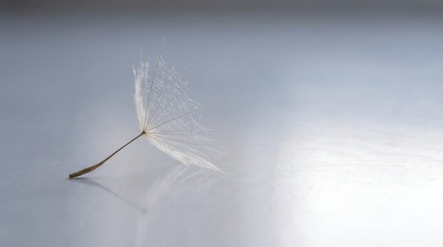 Single dandelion seed on grey surface with reflection