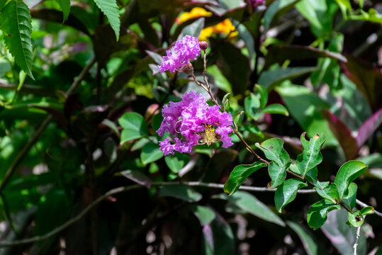 Bright purple crape myrtle flowers blooming among lush green leaves tropical garden natural sunlight vibrant summer color