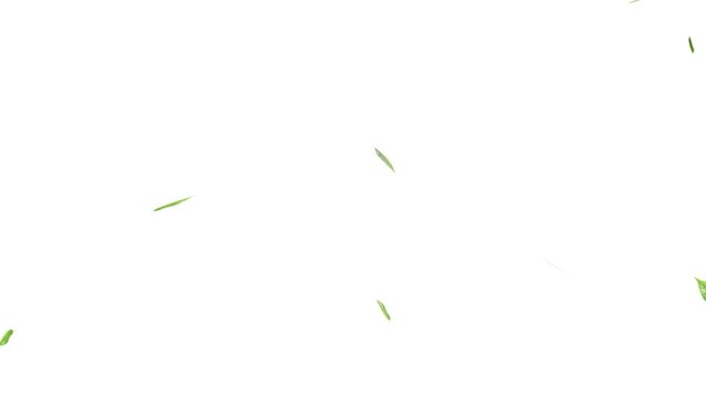 Loopable Leaves Animation on Black Background, White Background, Leaves falling background. Autumn leaves falling. Apple ProRez. Forest Green Falling Leaves Autumn Nature Animation