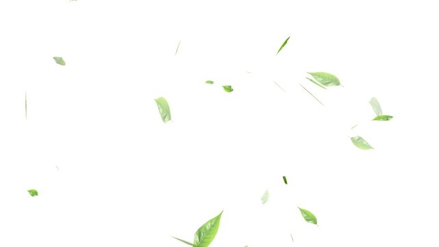 Loopable Leaves Animation on Black Background, White Background, Leaves falling background. Autumn leaves falling. Apple ProRez. Forest Green Falling Leaves Autumn Nature Animation