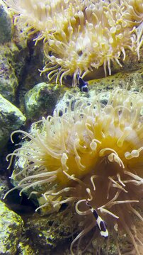 Exotic tropical saltwater fish in crystal clear aquarium tank with live corals.