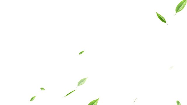 Loop Green falling leaves on alpha channel. 4k abstract beautiful green falling leaves on the white background. Green falling autumn leaves. 3D animation nature tree 