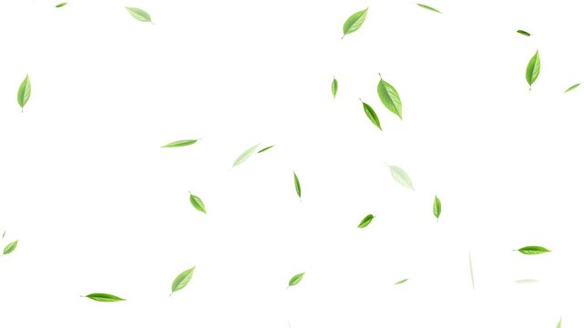 Loop Green falling leaves on alpha channel. 4k abstract beautiful green falling leaves on the white background. Green falling autumn leaves. 3D animation nature tree 