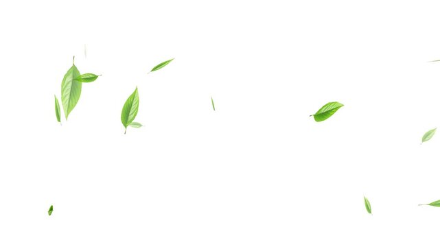 Loop Green falling leaves on alpha channel. 4k abstract beautiful green falling leaves on the white background. Green falling autumn leaves. 3D animation nature tree 
