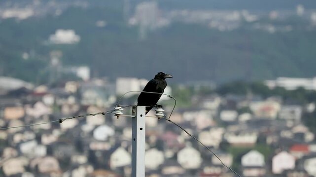 電柱の先端に止まるカラス