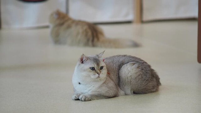 Cats resting in a cozy indoor space