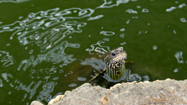 Cute turtle poking its head out of green water near a stone shore