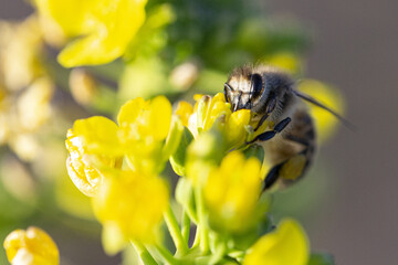 Honey Bee Feeding on Yellow Flowers in Sunlight © PhungBao
