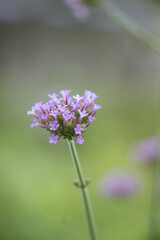Obraz premium Purple verbena flower blooming in soft green garden background