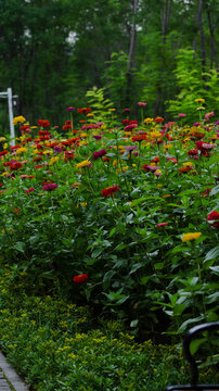 Colorful Flower Beds Along a Garden Path in a Lush Wooded Park