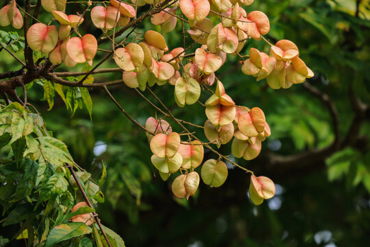 Tropical Tree Branch with Pink and Green Seed Pods