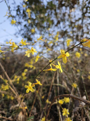 Fototapeta premium Yellow Wildflowers Blooming on Branches in Spring