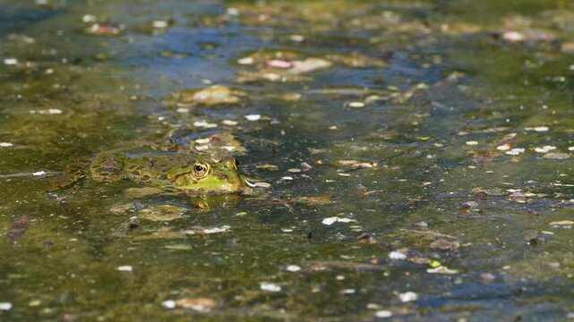 Common frog, Rana temporaria, reptiles croaking in the water, also known as the European common frog or European grass frog is a semi-aquatic amphibian of the family Ranidae 