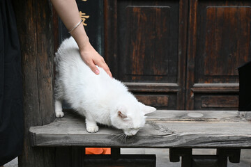 White Cat Being Petted on Rustic Wooden Porch © LamQuang