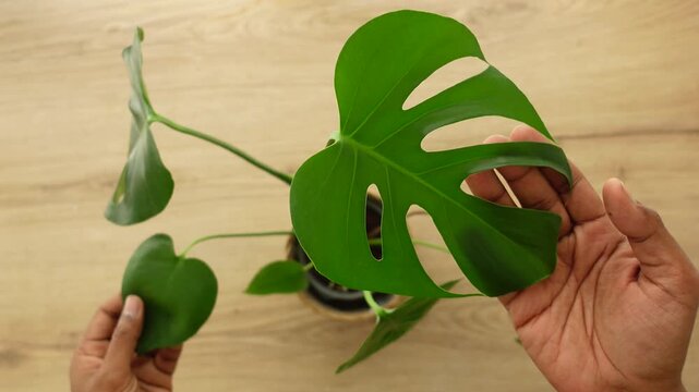 Person cares for a Monstera plant indoors