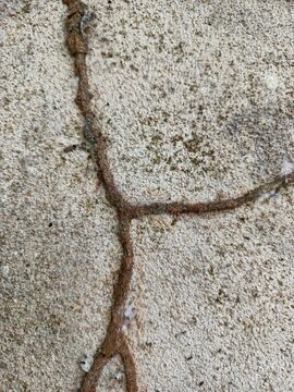 Termite Mud Tube on Wall &mdash; Rough Earthen Trail, Pale Concrete Surface, Tiny Spider