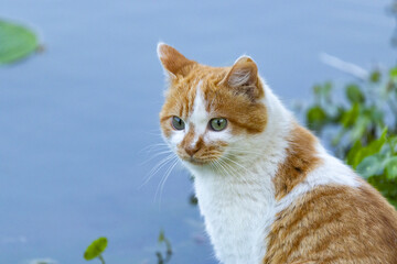 Orange and White Cat by the Water © TrieuBao