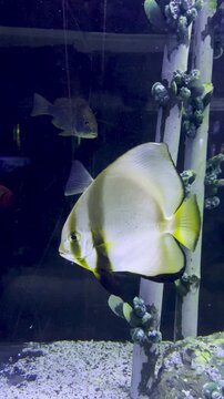 Exotic tropical saltwater fish in crystal clear aquarium tank with live corals.