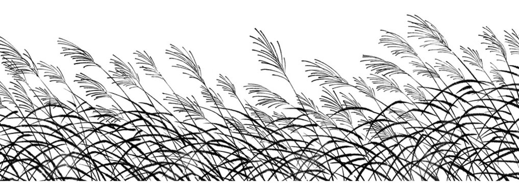 風に揺れるススキの線画イラスト（墨）