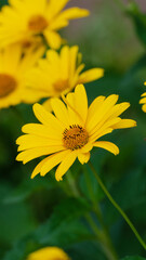 Fototapeta premium Yellow Daisy Flower Close-Up with Green Background