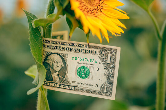 Sunflower with a one-dollar bill tucked into its stem evokes themes of money growing, sustainable agriculture, investment, green economy and rural prosperity