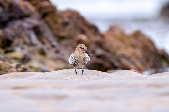 Dunlin, calidris alpina feeding on the beach sand.