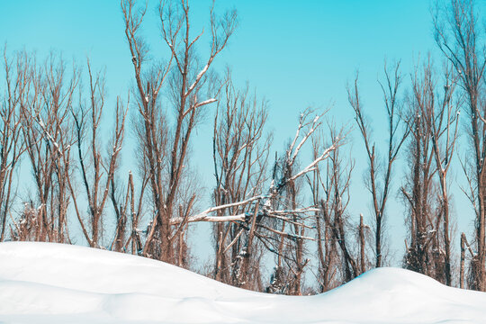 Bare trees on snow-covered hill against clear blue winter sky