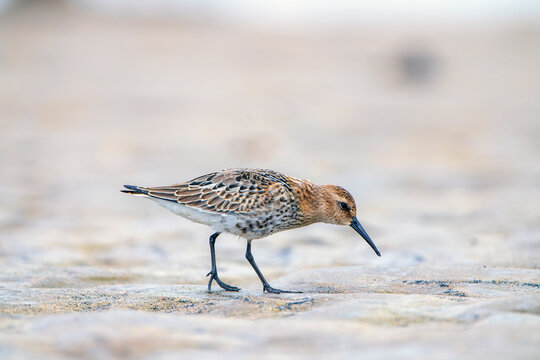 Dunlin, calidris alpina feeding on the beach sand.