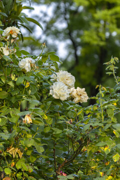 White Roses Blooming on a Green Garden Bush