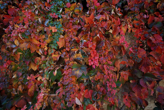 Close-up, dense pattern of colorful autumn leaves, featuring brilliant red, orange, and lingering green ivy vines covering a wall. Autumn nature background