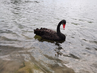 Black Swan Swimming in Calm Lake Water © LuuDieuThanh