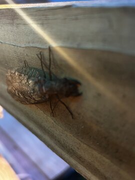 Dobson Fly