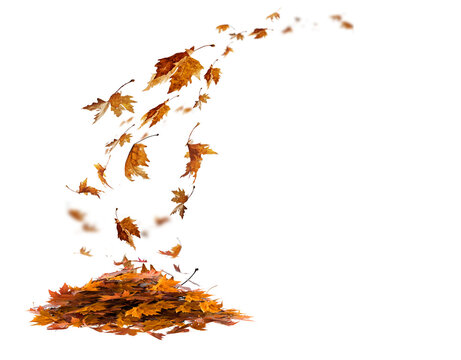 leaf leaves isolated autumn winter season background falling fall platanus tree wid air w