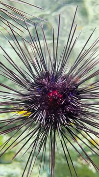 Sea Urchins in an Aquarium Display Tank &ndash; Marine Life and Aquatic Exhibit.