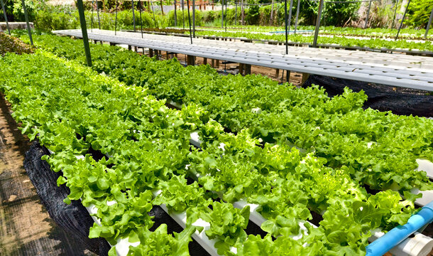 Rows hydroponic lettuce seedlings in greenhouse, commercial farming operation with white rows