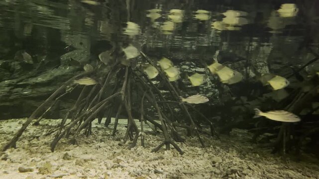 Exotic tropical saltwater fish in crystal clear aquarium tank with live corals.