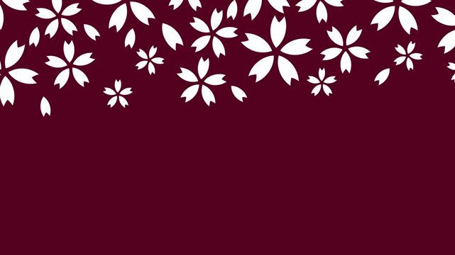 Falling White Cherry Blossoms on Maroon 4K