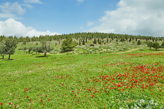 Spring flowering of red flowers anemones in green meadows in southern Israel. Red poppy flowers, national flower of Israel.