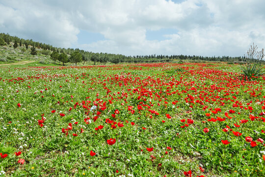 Spring flowering of red flowers anemones in green meadows in southern Israel. Red poppy flowers, national flower of Israel.